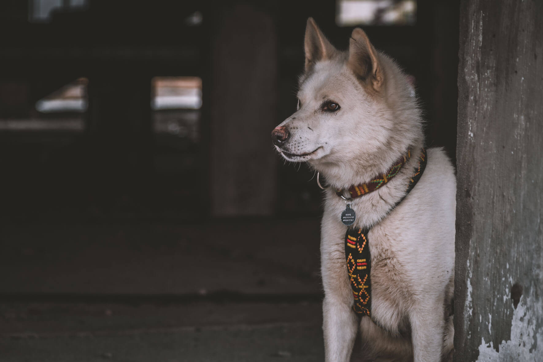 Sled dog taking a break under a house built on timber poles